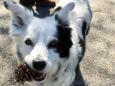 Chaser: 'World's smartest dog', which knew over 1,000 words, dies aged 15