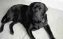 Chubby Labradors are 'genetically hungry', say scientists
