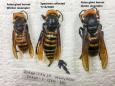 'Murder hornets' trapped in US for first time as officials race to eradicate colonies before breeding season
