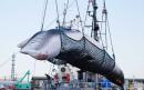 Japanese whaling ships prepare first commercial hunt in more than 30 years
