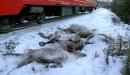 Horror as Norway freight trains mow down over 100 reindeer