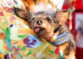 Meet Scamp the Tramp, the messy-haired toothless canine just named the world's Ugliest Dog