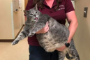 31-pound stray cat named Mr. Handsome is my favorite celebrity
