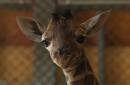 Giraffe Giving Birth On Live Cam Update