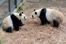Bashful Tokyo pandas mate after four-year hiatus