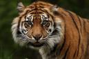 Tiger Attacks Keeper in Topeka, Kansas Zoo
