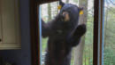 Persistent Bear With Taste for Brownies Refuses to Leave Woman&apos;s Home