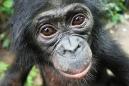Here's Another Reason Bonobo 'Hippie Chimps' Are Awesome