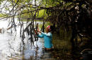 Brazil's mangroves on the front line of climate change