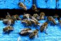 Field studies fuel dispute over whether banned pesticides harm bees