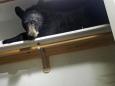 Bear breaks into home, locks itself in laundry room, then goes to sleep in wardrobe before being drugged and removed by police