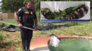 Gator Fished Out of Resident's Swimming Pool, Taken Into Custody for Trespassing
