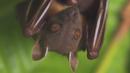 Covid: Why bats are not to blame, say scientists
