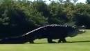 Un enorme caimán pisotea un campo de golf de Florida y desata la locura