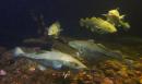 EU's new Baltic fish catch quotas anger environmentalists