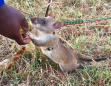 The hero rats of Africa sniff out land mines — and TB infections