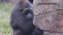 Endangered baby gorilla born in New Orleans