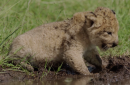 Meet TV's most adorable baby lion (exclusive)