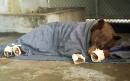 Bears badly burned in California wildfires healed with holistic approach    