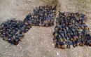 Hundreds of flying foxes die in Australia during searing heatwave
