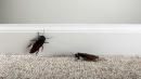 Cockroaches are becoming 'almost impossible' to kill, researchers say