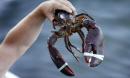 Trump's trade war with China creates unexpected winner: Canada's lobster industry