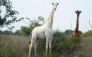 Kenya's rare white giraffes killed by poachers