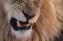 Lion kills young worker at North Carolina wildlife sanctuary