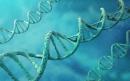 Genes linked to homosexuality discovered by scientists