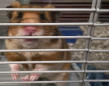VIRUS DIARY: When the class hamster came home - and stayed