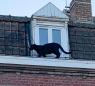 Panther stolen from zoo after rescue from French rooftops