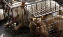 China Reclassifies Dogs from Livestock to Pets in Response to Coronavirus