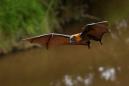 The Coronavirus Originated in Bats and Can Infect Cats, WHO Scientist Says