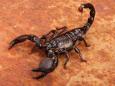 Passenger stung by scorpion which fell out of her trousers during United Airlines flight