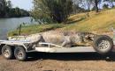 Warnings of crocodile 'power vacuum' in Australian river, after giant 17-foot 'saltie' illegally shot dead