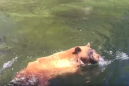 Bear stuck in a strong current gets sucked into a waterfall