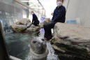 Aquarium seals must be wondering: Who's that masked trainer?