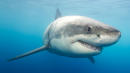 Great White Shark Attacks California Spear Fisherman Off Pebble Beach