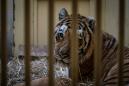 Rescued tigers leave Poland for Spain