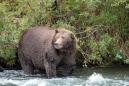 Fat is fabulous for bears in Alaska's Katmai National Park