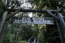 Massive redwood tree falls, kills hiker in California park