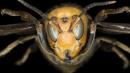 'Murder hornet': First nest found in US eradicated with vacuum hose