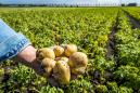 Summer drought may shrink supplies of French spuds