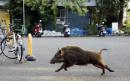 Ageing Japanese towns overrun by wild boars