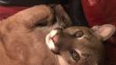 Woman Says She Telepathically Urged Mountain Lion Out of Her Oregon Home