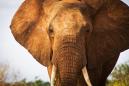 Poachers kill rare giant elephant in Kenya