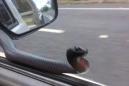 Snake makes a sudden appearance on driver's sssssside window