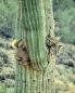 Only in Arizona: Bobcats clinging to a saguaro cactus caught on camera