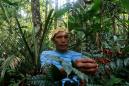 Brazil indigenous tribe fights coronavirus with plants