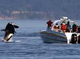 A pod of 'crazy' killer whales is launching coordinated attacks on boats, terrifying the sailors and baffling scientists